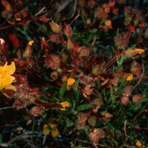 Helianthemum greenei, Christy Pines, Santa Cruz Island