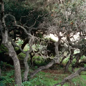 Quercus dumosa (Scrub Oak), canyon East of Valley Anchorage, Santa Cruz Island