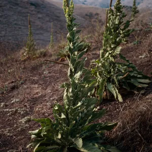 Verbascum, North of Valley Road, just East of Centinella, Santa Cruz Island