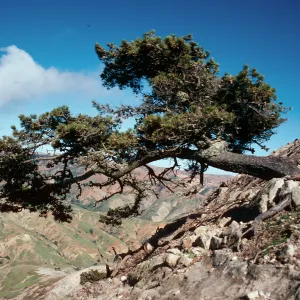 pine, Ragged Mountain, Santa Cruz Island