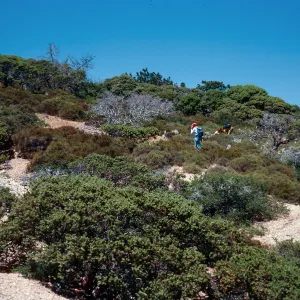 chaparral, South of Pinos del Sur, Santa Cruz Island
