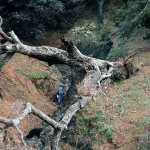 Fallen oak in Canada de la Mina, Santa Cruz Island