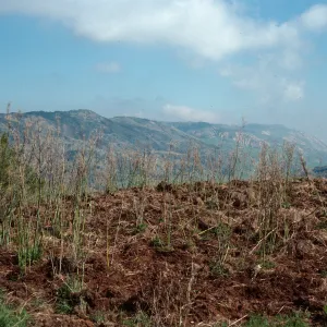 Pig rooting damage, ridge, South of ranch, Santa Cruz Island