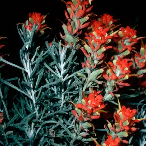 Castilleja Hololeuca, offshore side, west of Sandstone Point, Santa Cruz Island
