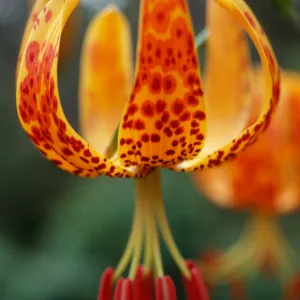 Lilium Humboldtii, Central Valley, just West of U.C. Field Station, Santa Cruz Island