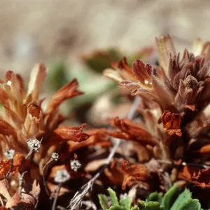 Orobanche parishii brachyloba, South End of Christy Beach, Santa Cruz Island