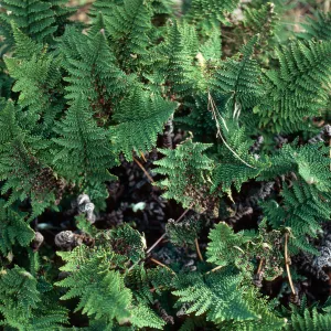Cheilanthes clevelandii, Western Pines, Santa Cruz Island