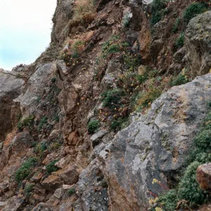 sea bluffs, mouth of Eagle Canyon, Santa Cruz Island
