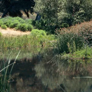 marsh at Prisoners Harbor, Santa Cruz Island