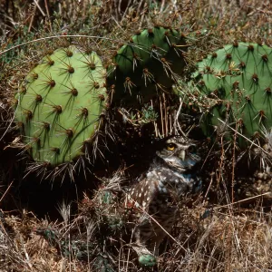 Burrowing Owl, Middle Canyon, Santa Barbara Island