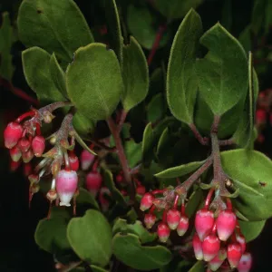 Arctostaphylos rudis, Burton Mesa Ecological Reserve, Santa Barbara County