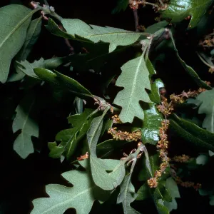Quercus dumosa kinselae, Santa Barbara Botanic Garden