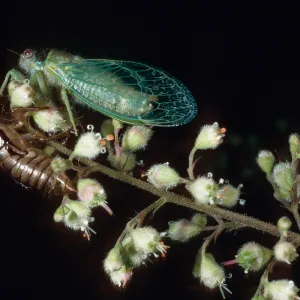 Cicada on Heuchera maxima, Santa Barbara Botanic Garden