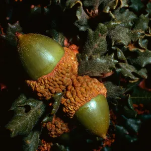 Quercus durata, Cuesta, San Luis Obispo County