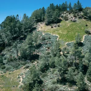 Coastal Sage w/rare area, Catway Road, Figueroa Mountain, Santa Barbara County