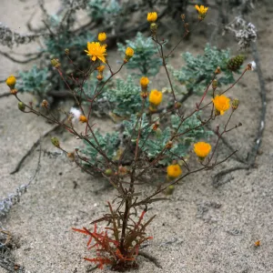 Malacothrix foliosa, Northwest dune, San Clemente Island
