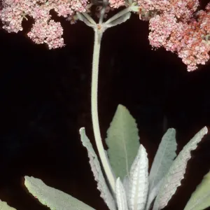Eriogonum giganteum subspecies formosum, by Nots Pier, San Clemente Island