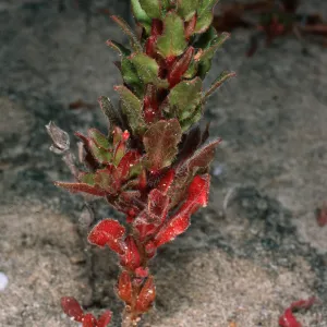 Camissonia guadalupensis, Northwest dunes, San Clemente Island