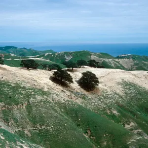 Quercus tomentella near Soledad Pier, Santa Rosa Island