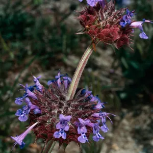 Salvia columbariaem (Chia), Gorman Hills, Los Angeles County