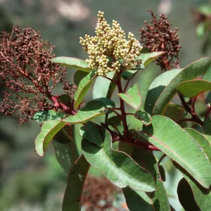 Rhus laurina, Hot Springs Canyon