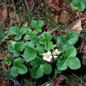 Fragaria vesca, Jualachichi Summit, Santa Barbara County