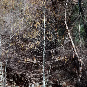 Alnus rhombifolia, Piedra Blanca Creek, Ventura County