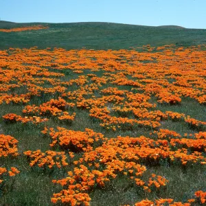 Eschscholzia californica, Gorman Hills, Los Angeles County