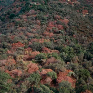 Aesculus Chaparral, North of Ash Mountain, Sequoia National Park, Southern Sierra Nevada