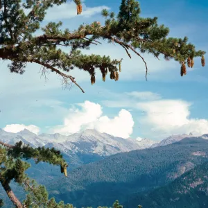 Pinus lambertiana, Moro Rock, Sequoia National Park, Southern Sierra Nevada