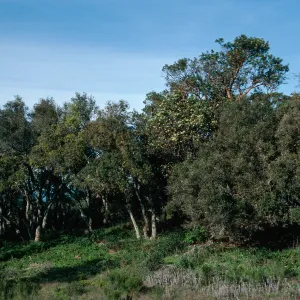Arbutus, Quercus, Refugio Pass, Santa Barbara County