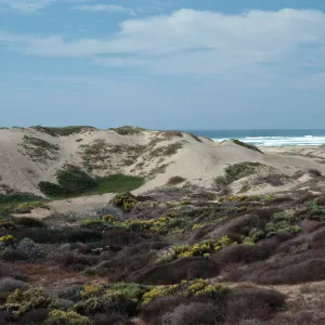 dunes, Northwest corner of park, Montaña de Oro, San Luis Obispo County