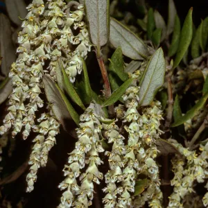 Garrya veatchii, male, West Camino Cielo, Santa Barbara County