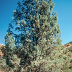 Pinus sabiniana, East Camino Cielo, Santa Barbara County