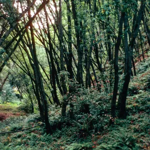 Sycamore Canyon, Big Sur, Monterey County
