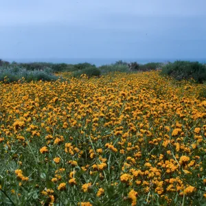 Amsinckia, coastal dunes, Montaña de Oro, San Luis Obispo County