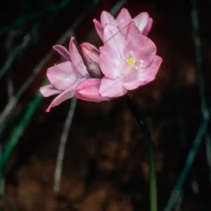Dichelostemma pulchella, San Roque Canyon, Santa Barbara County