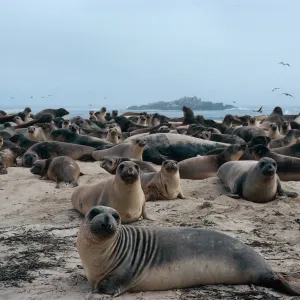 Elephant Seals, Point Bennett, San Miguel Island