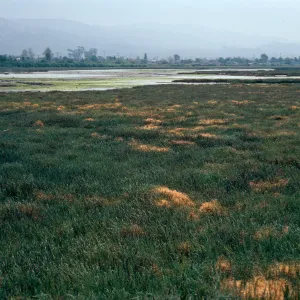 Carpinteria salt marsh