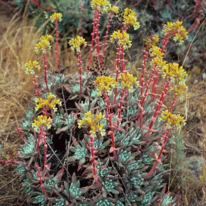 Dudleya (liveforevers), ridgetop, West of Summit Peak, West Anacapa Island