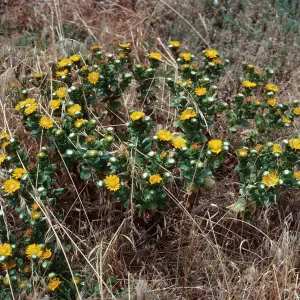 Grindelia, East Anacapa Island