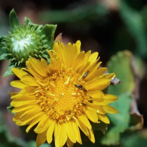 Grindelia latifolia, East Anacapa Island