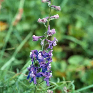 Delphinium, terrace, West of campground, East Anacapa Island