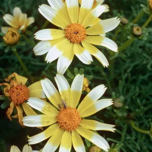 Coreopsis gigantea, white tips on flowers, just South of campground, East Anacapa Island