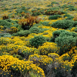 Eriophyllum confertiflorum, onshore slopes, West of Summitt Peak, West Anacapa Island