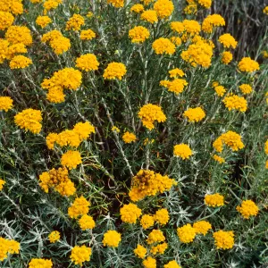 Eriophyllum confertiflorum, onshore slope, West Anacapa Island