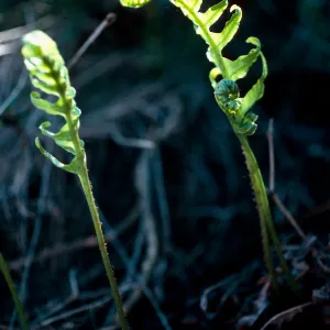 Polypodium californicum, Baccharis gulch, West Anacapa Island
