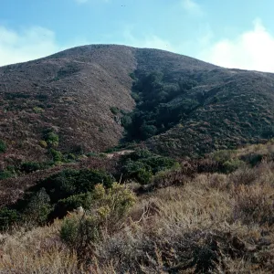 Oak Canyon, West Anacapa Island