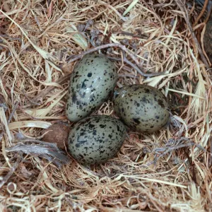 gull nest, just East of Rat Rock, West Anacapa Island