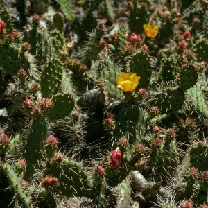 Opuntia littoralis, Lower Cattail Canyon, San Nicolas Island
